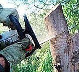 Best Tree Health Inspection  in Rockville, MN