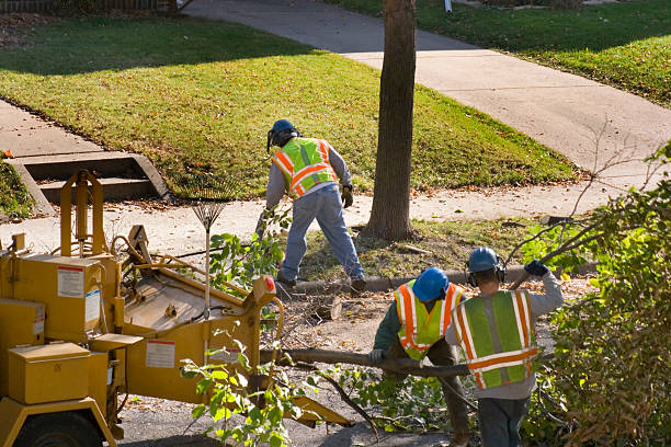 How Our Tree Care Process Works  in  Rockville, MN